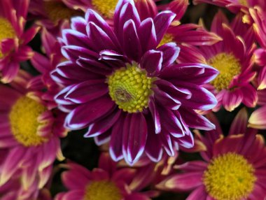 Bahçe çiçeklerinin koyu arkaplanda açtığı Macro çekimi. 