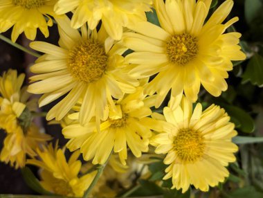 Güzel Çiçeklerin Yakından Görünümü, Çiçek Açma, Çiçek Arkaplanı 