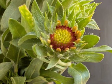 Güzel Çiçeklerin Yakından Görünümü, Çiçek Açma, Çiçek Arkaplanı 