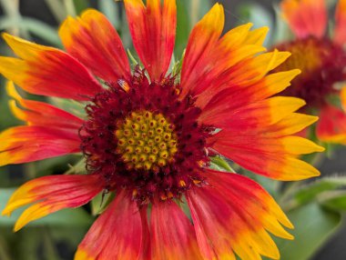 Güzel Gaillardia çiçeği yakın çekim