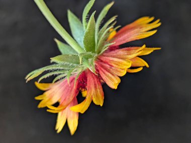 Güzel Gaillardia çiçeği yakın çekim