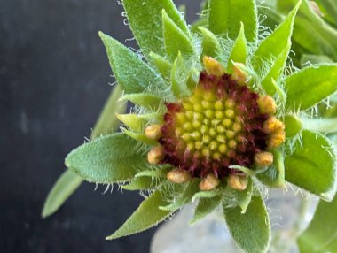 Güzel Çiçeklerin Yakından Görünümü, Çiçek Açma, Çiçek Arkaplanı 