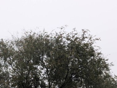 Parkın güzel manzarası, sonbahar yapraklarıyla kaplı ağaçlar. 