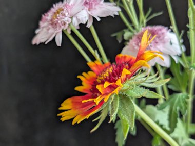 Güzel Gaillardia çiçeği yakın çekim