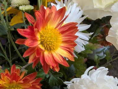 Güzel Çiçeklerin Yakından Görünümü, Çiçek Açma, Çiçek Arkaplanı 