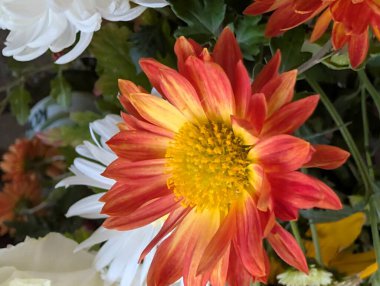 Güzel Çiçeklerin Yakından Görünümü, Çiçek Açma, Çiçek Arkaplanı 