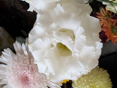 Güzel Çiçeklerin Yakından Görünümü, Çiçek Açma, Çiçek Arkaplanı 