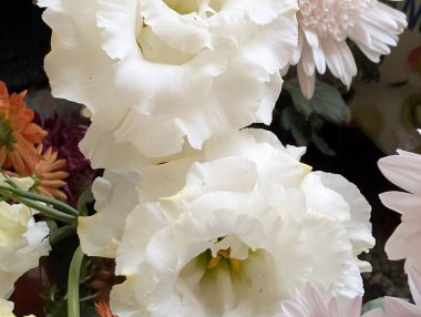 Güzel Çiçeklerin Yakından Görünümü, Çiçek Açma, Çiçek Arkaplanı 