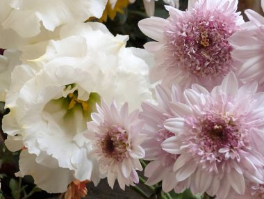 Güzel Çiçeklerin Yakından Görünümü, Çiçek Açma, Çiçek Arkaplanı 