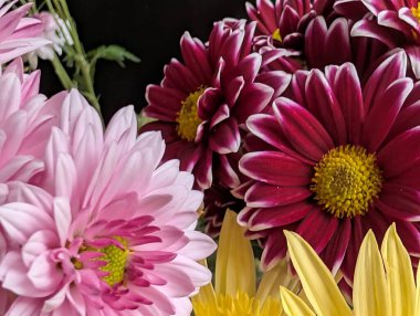 Bahçe çiçeklerinin koyu arkaplanda açtığı Macro çekimi. 