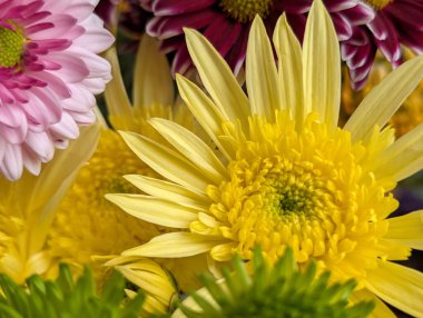 Bahçe çiçeklerinin koyu arkaplanda açtığı Macro çekimi. 