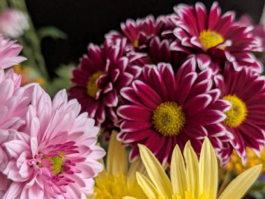 Bahçe çiçeklerinin koyu arkaplanda açtığı Macro çekimi. 