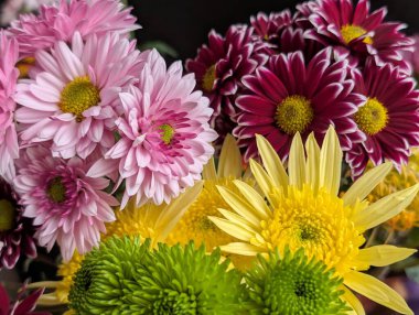 Bahçe çiçeklerinin koyu arkaplanda açtığı Macro çekimi. 