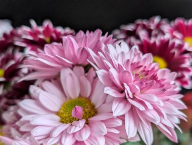 Bahçe çiçeklerinin koyu arkaplanda açtığı Macro çekimi. 