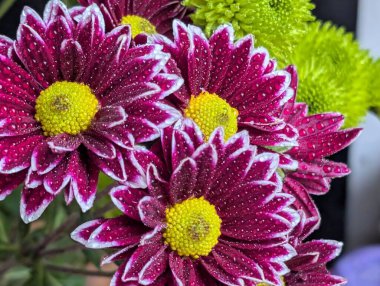 Koyu arkaplanda renkli kasımpatı çiçeklerini kapat 