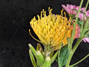 Güzel Çiçeklerin Yakından Görünümü, Çiçek Açma, Çiçek Arkaplanı 