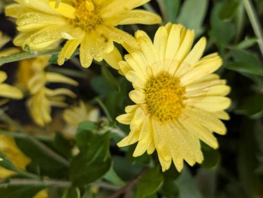 Güzel Çiçeklerin Yakından Görünümü, Çiçek Açma, Çiçek Arkaplanı 