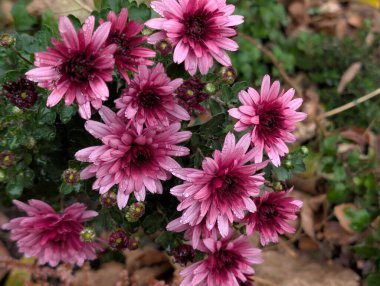 Bahçede pembe kasımpatı çiçekleri 