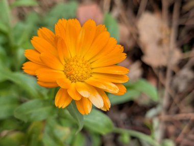 Güzel Çiçeklerin Yakından Görünümü, Çiçek Açma, Çiçek Arkaplanı 