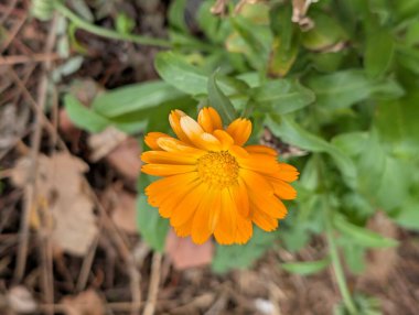 Güzel Çiçeklerin Yakından Görünümü, Çiçek Açma, Çiçek Arkaplanı 