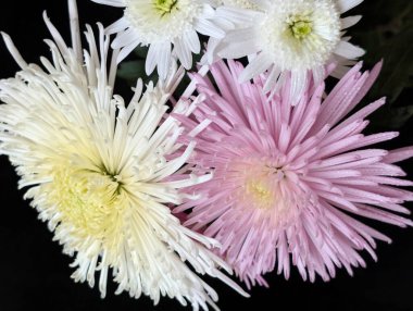 close up beautiful chrysanthemum flowers on dark background 
