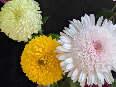 close up beautiful chrysanthemum flowers on dark background 