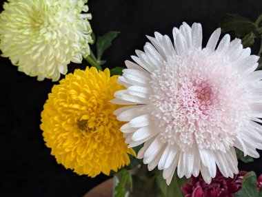 close up beautiful chrysanthemum flowers on dark background 