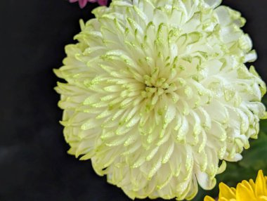 Bahçe çiçeklerinin koyu arkaplanda açtığı Macro çekimi. 