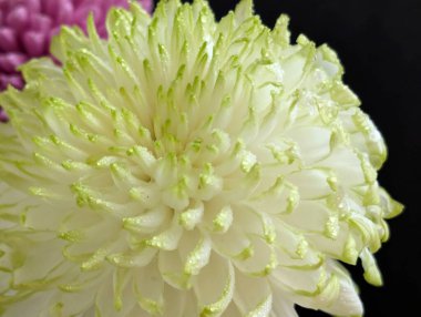 Kasımpatı çiçeklerini siyah arkaplanda kapat 