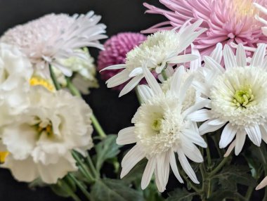 Kusursuz izolasyon, çiçeğin eşsiz güzelliğini vurgular. Katı, göze çarpmayan siyah renge karşı..