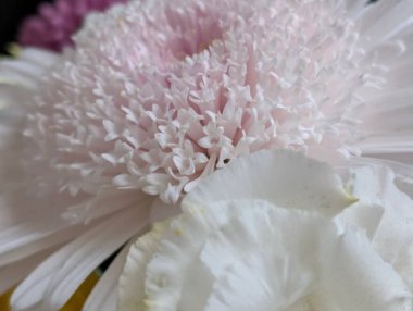 Kusursuz izolasyon, çiçeğin eşsiz güzelliğini vurgular. Katı, göze çarpmayan siyah renge karşı..