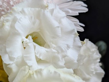 Kusursuz izolasyon, çiçeğin eşsiz güzelliğini vurgular. Katı, göze çarpmayan siyah renge karşı..