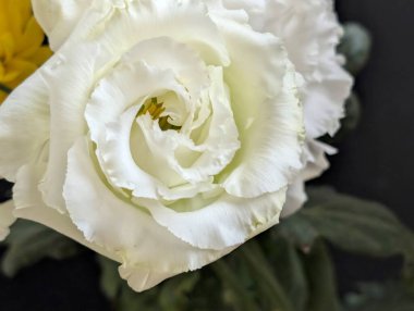 Kusursuz izolasyon, çiçeğin eşsiz güzelliğini vurgular. Katı, göze çarpmayan siyah renge karşı..