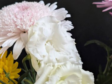 Kusursuz izolasyon, çiçeğin eşsiz güzelliğini vurgular. Katı, göze çarpmayan siyah renge karşı..