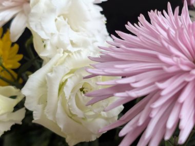 Kusursuz izolasyon, çiçeğin eşsiz güzelliğini vurgular. Katı, göze çarpmayan siyah renge karşı..