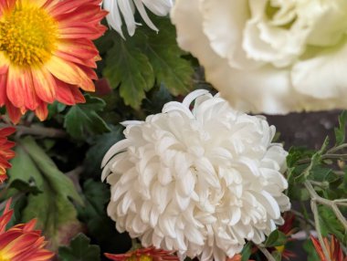 Bahçe çiçeklerinin koyu arkaplanda açtığı Macro çekimi. 