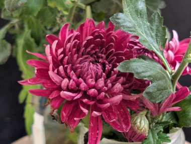 Kasımpatı çiçeklerini siyah arkaplanda kapat 