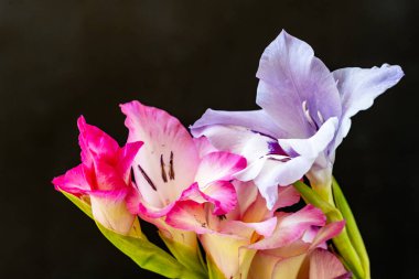 Kusursuz izolasyon, çiçeğin eşsiz güzelliğini vurgular. Katı, göze çarpmayan siyah renge karşı..