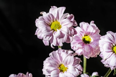 Kusursuz izolasyon, çiçeğin eşsiz güzelliğini vurgular. Katı, göze çarpmayan siyah renge karşı..