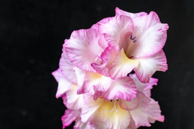 Kusursuz izolasyon, çiçeğin eşsiz güzelliğini vurgular. Katı, göze çarpmayan siyah renge karşı..