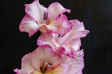 Kusursuz izolasyon, çiçeğin eşsiz güzelliğini vurgular. Katı, göze çarpmayan siyah renge karşı..