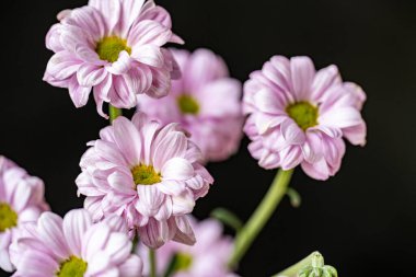 Kusursuz izolasyon, çiçeğin eşsiz güzelliğini vurgular. Katı, göze çarpmayan siyah renge karşı..