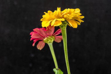 Kusursuz izolasyon, çiçeğin eşsiz güzelliğini vurgular. Katı, göze çarpmayan siyah renge karşı..