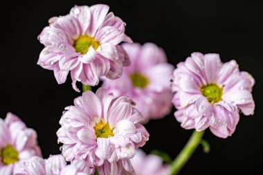 Kusursuz izolasyon, çiçeğin eşsiz güzelliğini vurgular. Katı, göze çarpmayan siyah renge karşı..