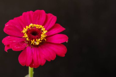Kusursuz izolasyon, çiçeğin eşsiz güzelliğini vurgular. Katı, göze çarpmayan siyah renge karşı..