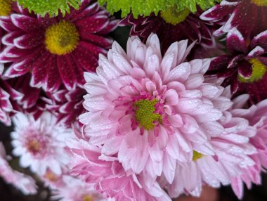 güzel kasımpatı çiçekleri siyah arkaplanda 