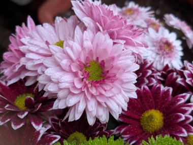 güzel kasımpatı çiçekleri siyah arkaplanda 