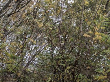 Sonbahar yapraklı ağaç dalları, doğa bitki örtüsü ve yapraklar