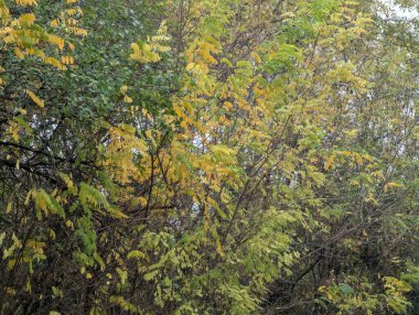 Sonbahar yapraklı ağaç dalları, doğa bitki örtüsü ve yapraklar