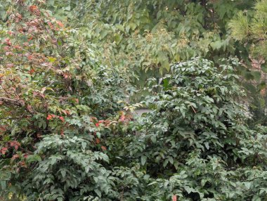 Sonbahar yapraklı ağaç dalları, doğa bitki örtüsü ve yapraklar